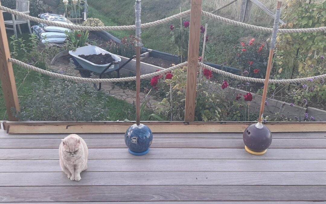 Maddie Lines Up the Gada 🐈